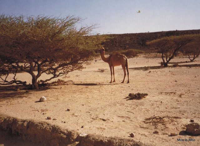 DJIBOUTI 1985